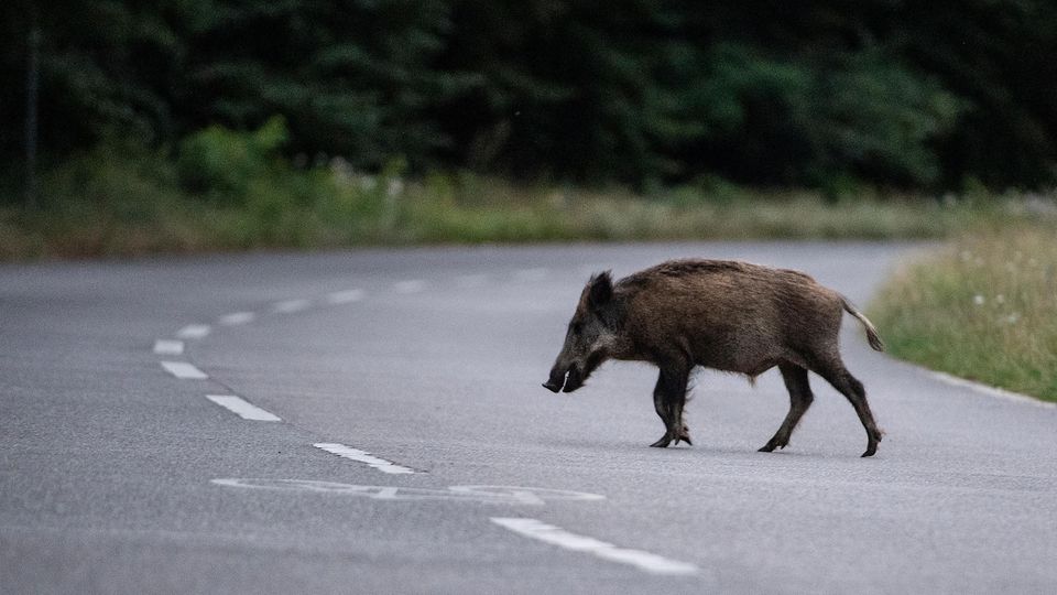 Ein Wildschwein überquert eine Straße