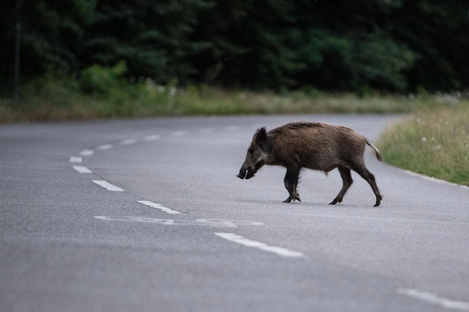 Ein Wildschwein überquert eine Straße