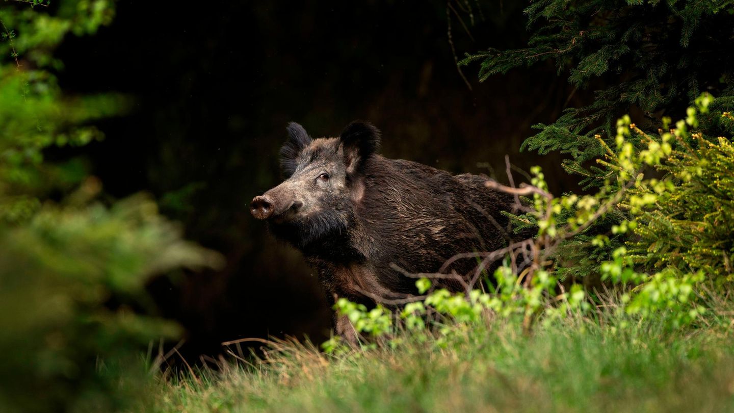 Ein Wildschwein guckt aus einer Waldlichtung hervor mit Blickkontakt in die Kamera
