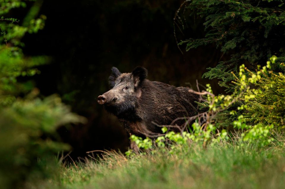Ein Wildschwein guckt aus einer Waldlichtung hervor mit Blickkontakt in die Kamera