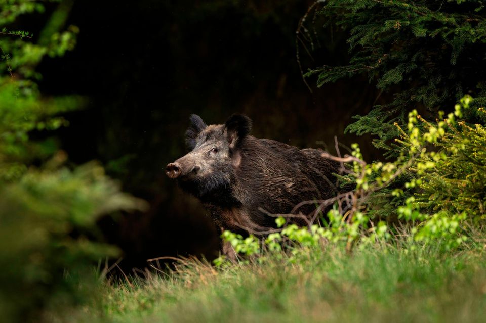 Ein Wildschwein guckt aus einer Waldlichtung hervor mit Blickkontakt in die Kamera  1.5004