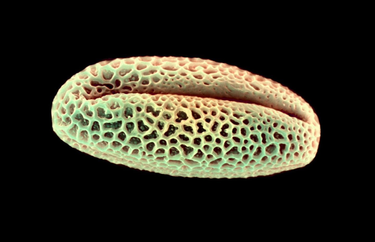 Weide Pollen rasterelektronenmikroskopische Aufnahme