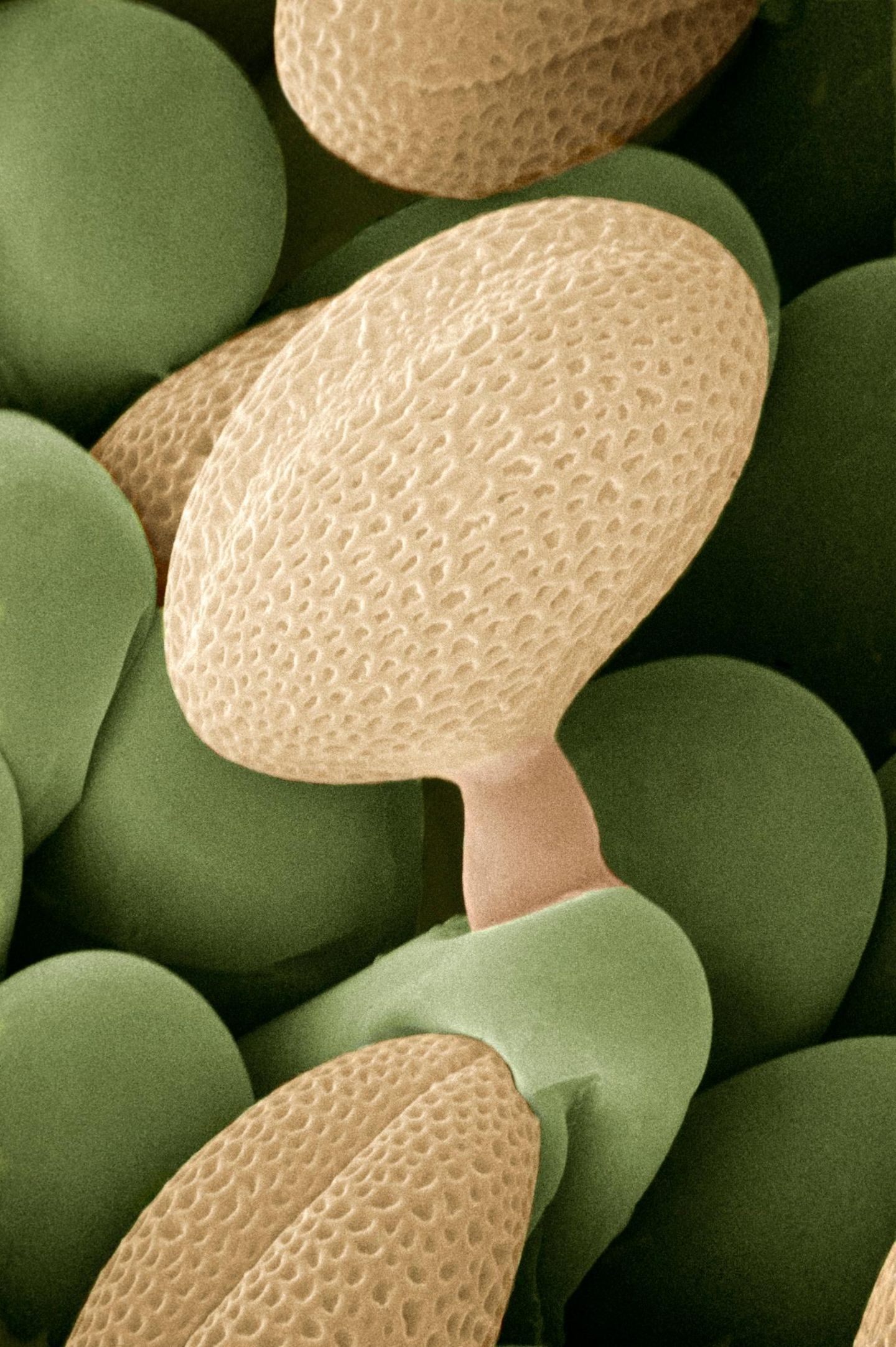 Raps Pollen rasterelektronenmikroskopische Aufnahme