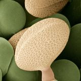 Raps Pollen rasterelektronenmikroskopische Aufnahme