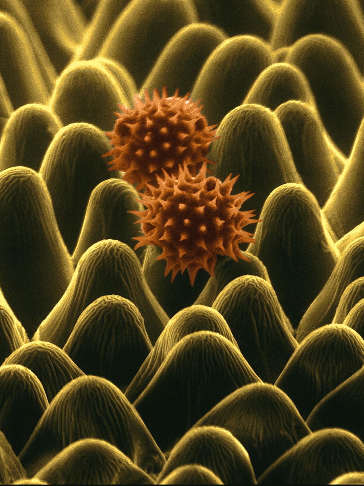 Sonnenblumen Pollen rasterelektronenmikroskopische Aufnahme