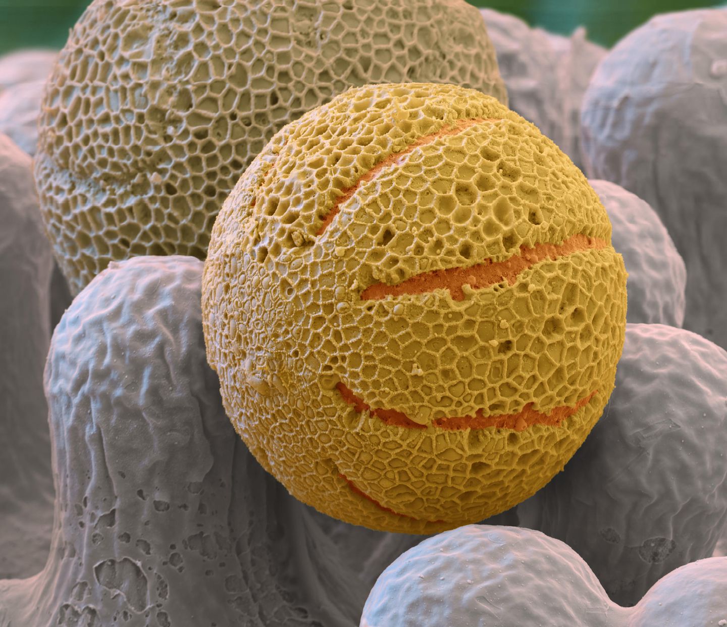 Primel Pollen rasterelektronenmikroskopische Aufnahme