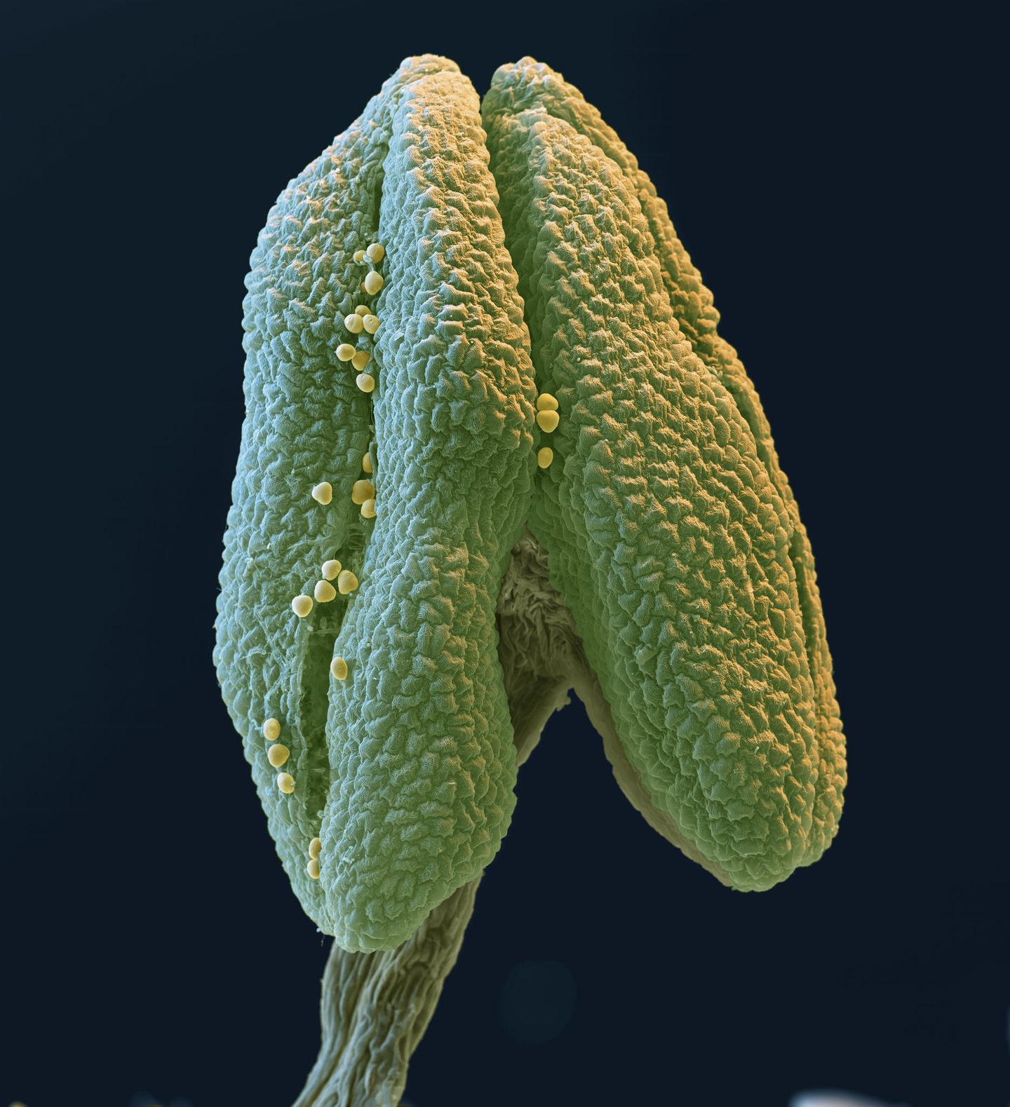 Linde Pollen rasterelektronenmikroskopische Aufnahme