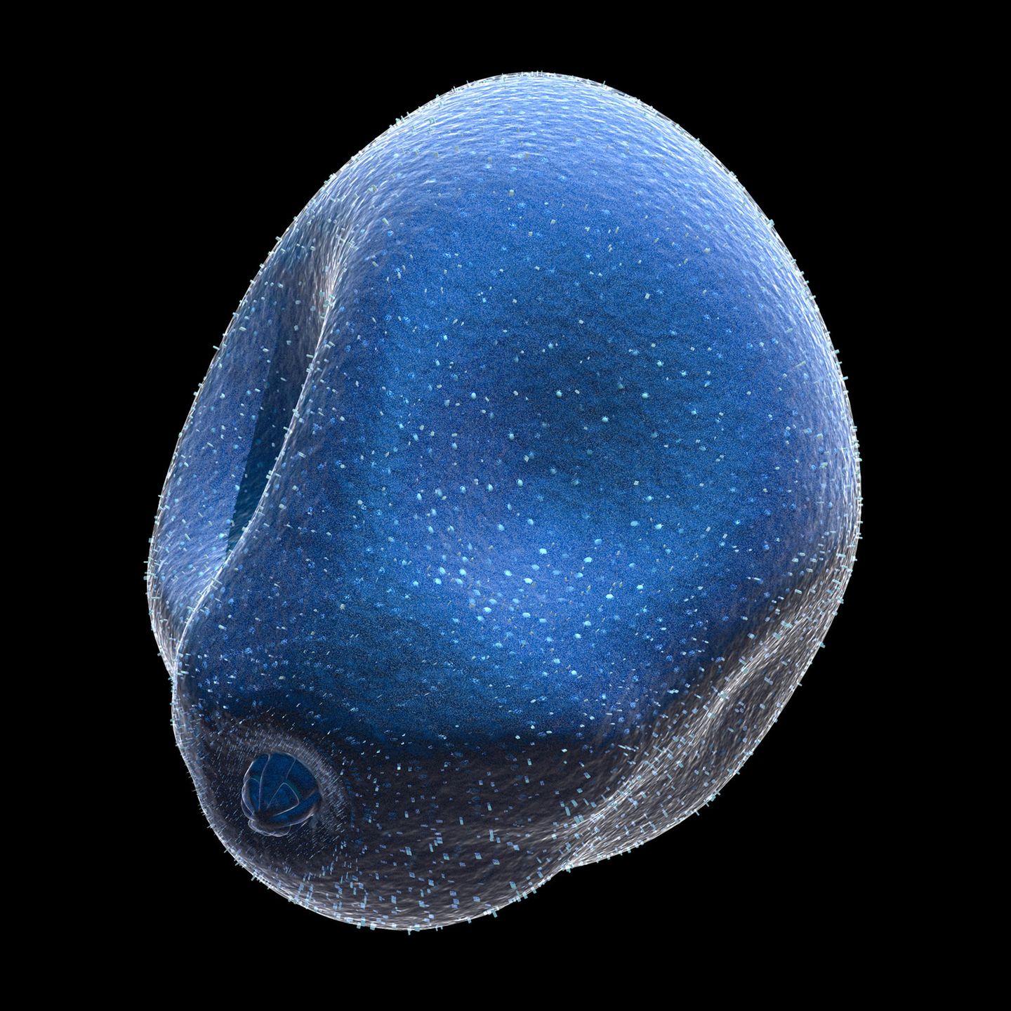Hasel Pollen Illustration