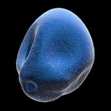 Hasel Pollen Illustration