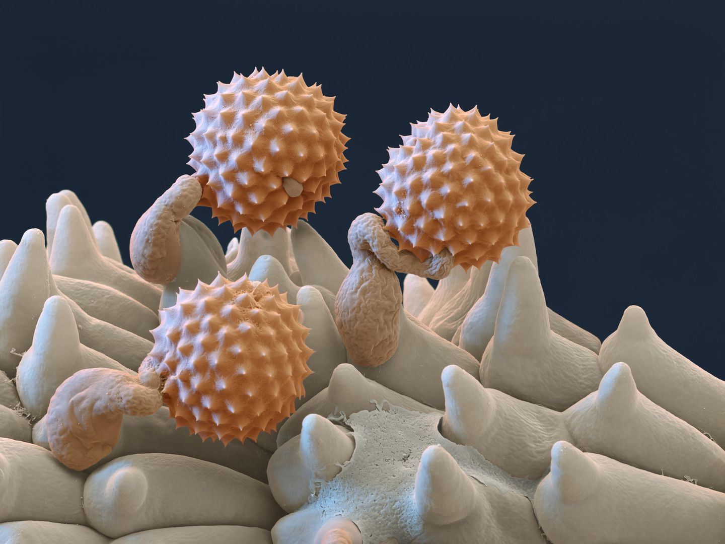 Beifuss Pollen rasterelektronenmikroskopische Aufnahme