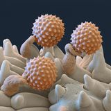 Beifuss Pollen rasterelektronenmikroskopische Aufnahme