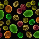 Pollen, rasterelektronenmikroskopische Aufnahme