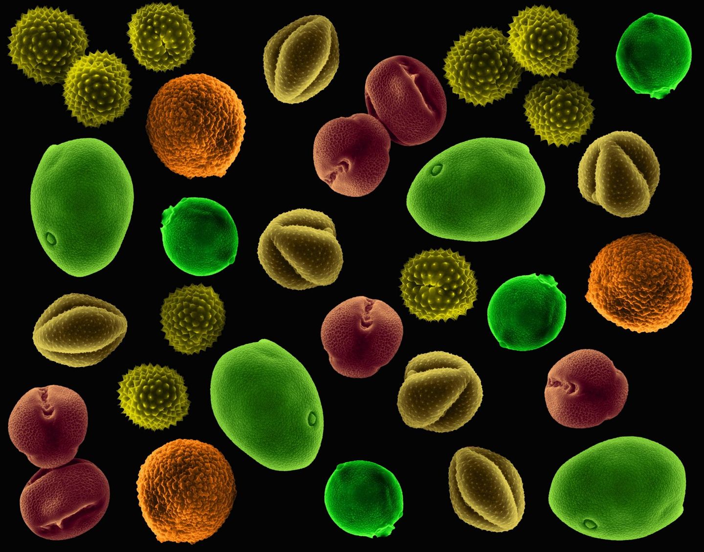 Pollen, rasterelektronenmikroskopische Aufnahme