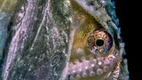 Argonauta Argo, Nahaufnahme
