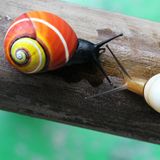 Zwei Exemplare der Schnecke Polymita picta