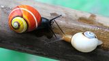 Zwei Exemplare der Schnecke Polymita picta