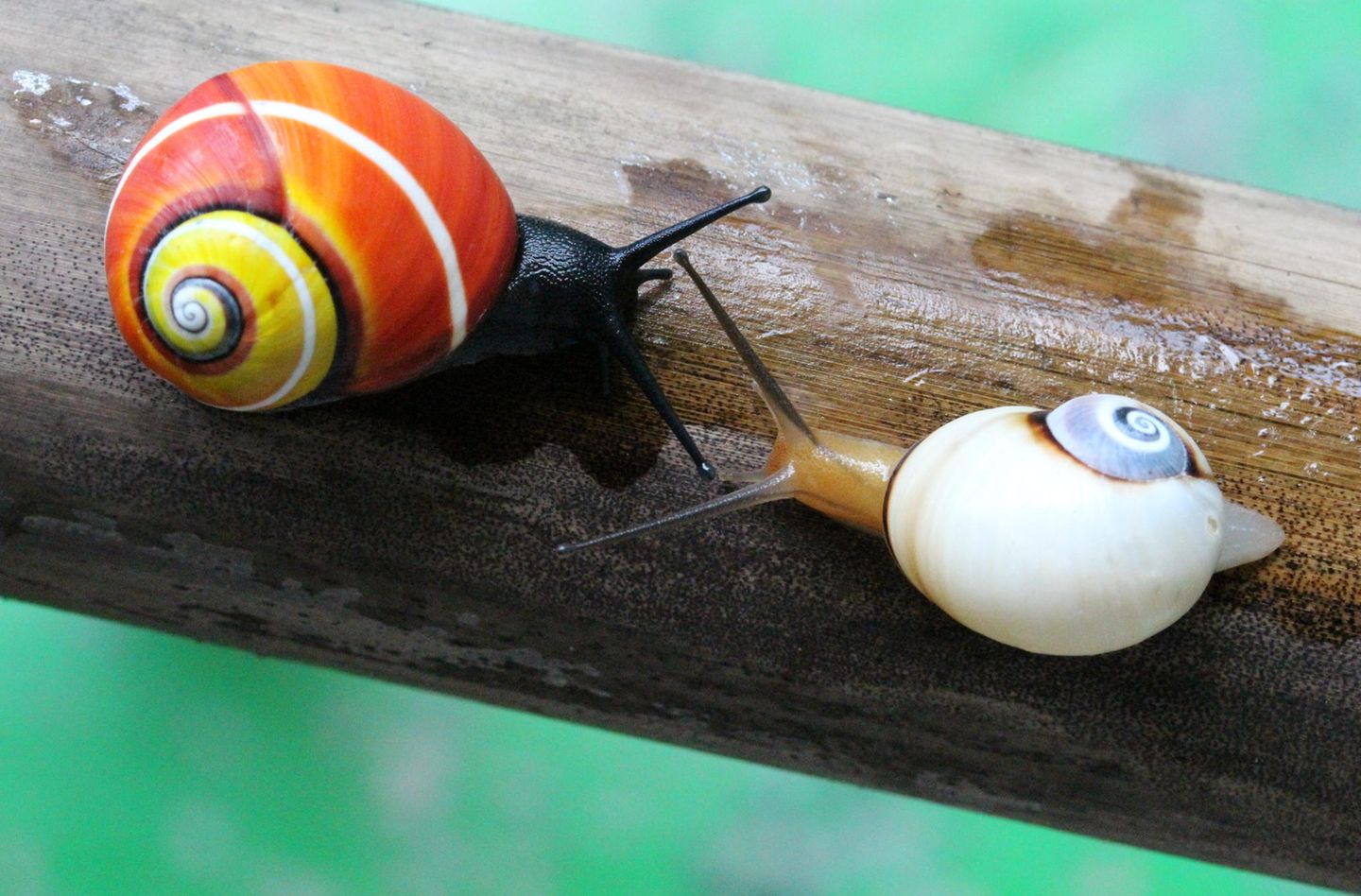 Zwei Exemplare der Schnecke Polymita picta