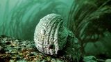 Muschel Concholepas concholepas unter Wasser