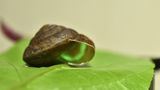 Phuphania crossei, Schnecke mit leuchtendem Gehäuse