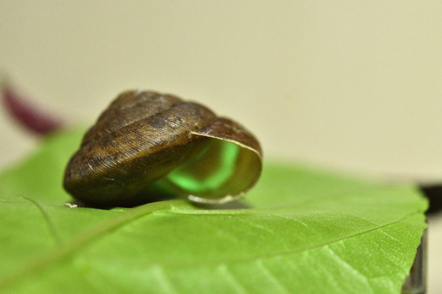 Phuphania crossei, Schnecke mit leuchtendem Gehäuse