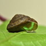 Phuphania crossei, Schnecke mit leuchtendem Gehäuse