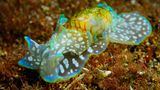 Micromelo undatus