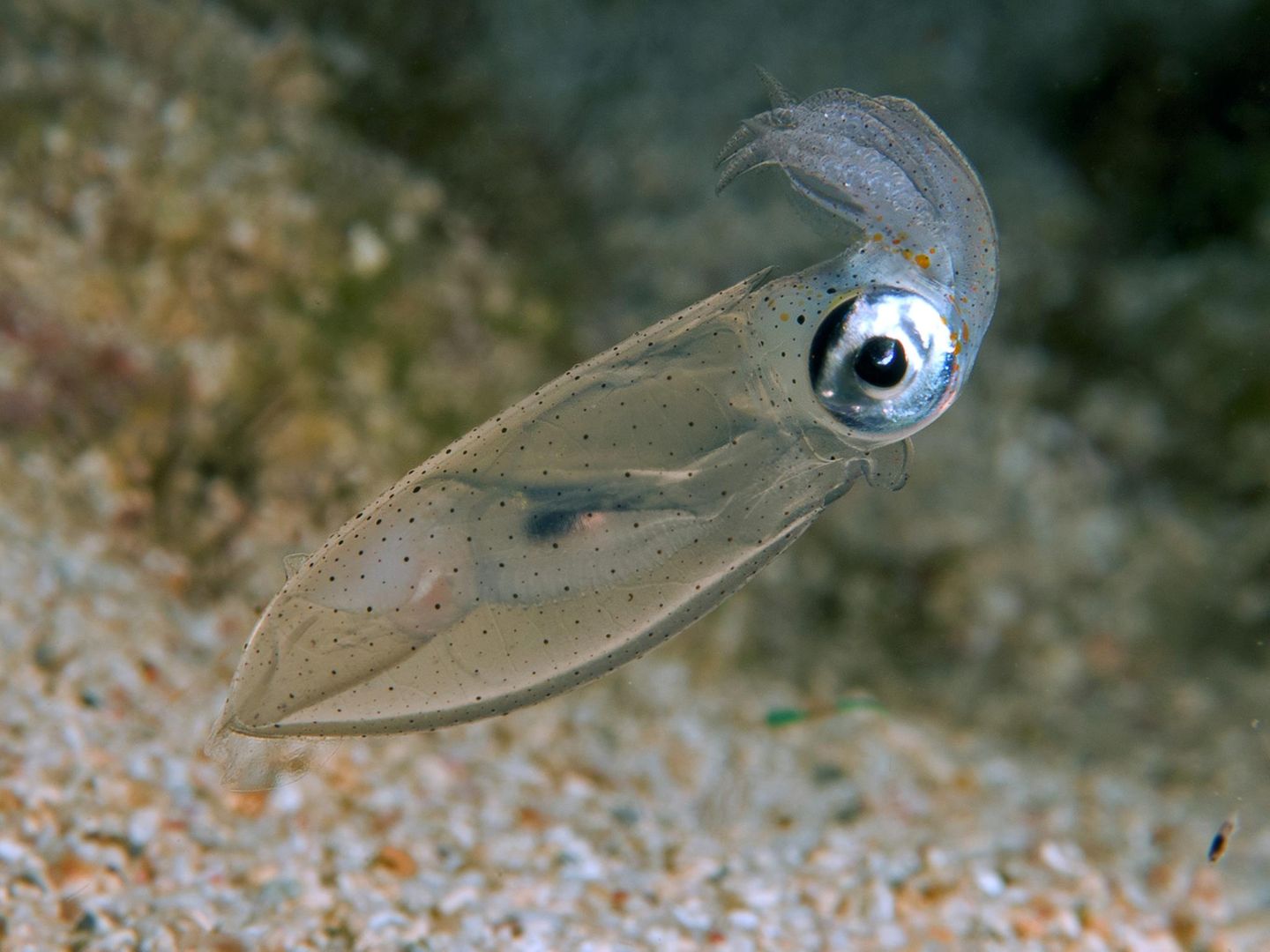 Lolliguncula brevis