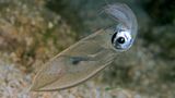 Lolliguncula brevis