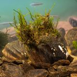 Von Algen überwuscherte Muschel