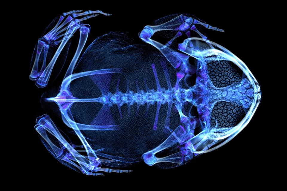 Blau-Violett eingefärbter Scan einer Burmesischen Hornkröte