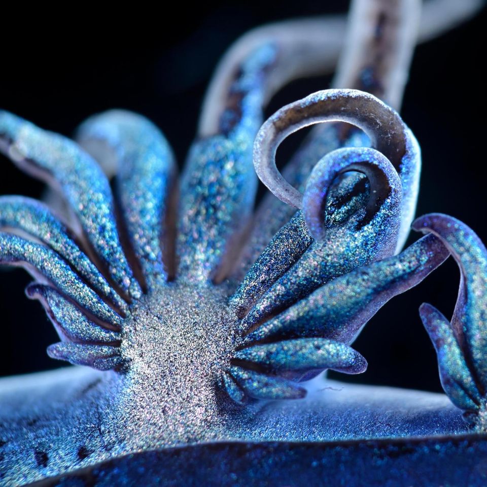 Der "Blaue Drache" Glaucus atlanticus hat die Physiognomie eines Fabelwesens, aber nur etwa die Größe einer Briefmarke. Mithilfe ihrer tentakelähnlichen Fortsätze treibt die Fadenschnecke an der Wasseroberfläche