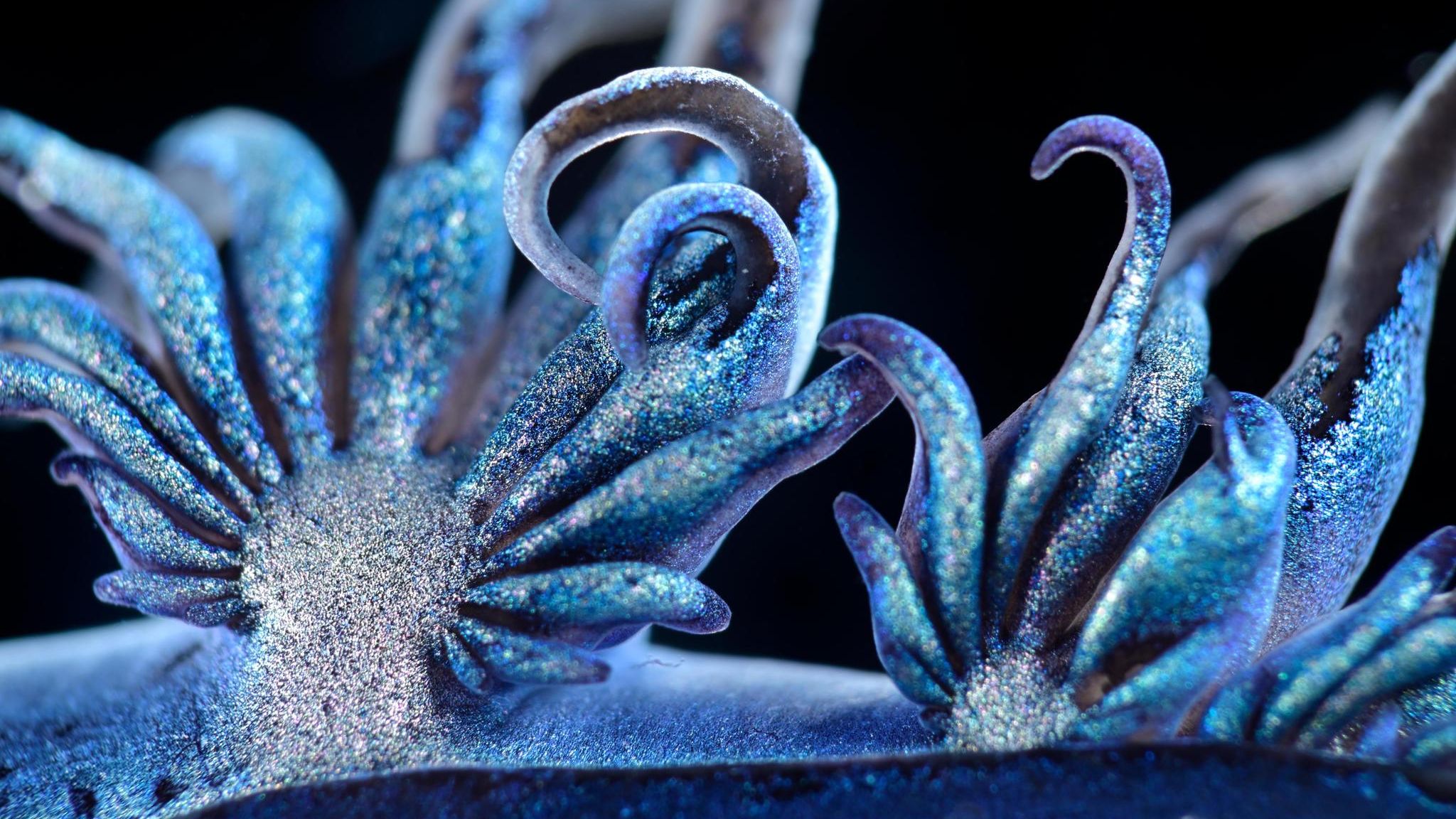 Der "Blaue Drache" Glaucus atlanticus hat die Physiognomie eines Fabelwesens, aber nur etwa die Größe einer Briefmarke. Mithilfe ihrer tentakelähnlichen Fortsätze treibt die Fadenschnecke an der Wasseroberfläche