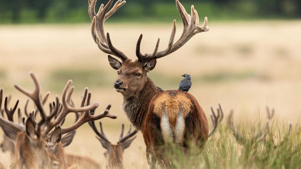 Hiersche im Wildpark Hiersche im Wildpark