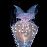 Gewellter Seeschmetterling