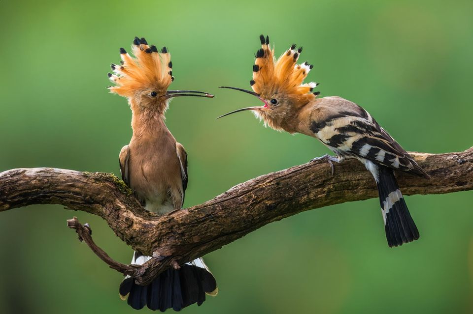 Geschwister-Kannibalismus kommt bei Vögeln nur selten vor