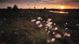 Sonnenaufgang über dem Moor Wollgras im Sonnenuntergang im Kemeri Nationalpark in Lettland