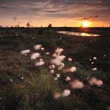 Wollgras im Sonnenuntergang im Kemeri Nationalpark in Lettland