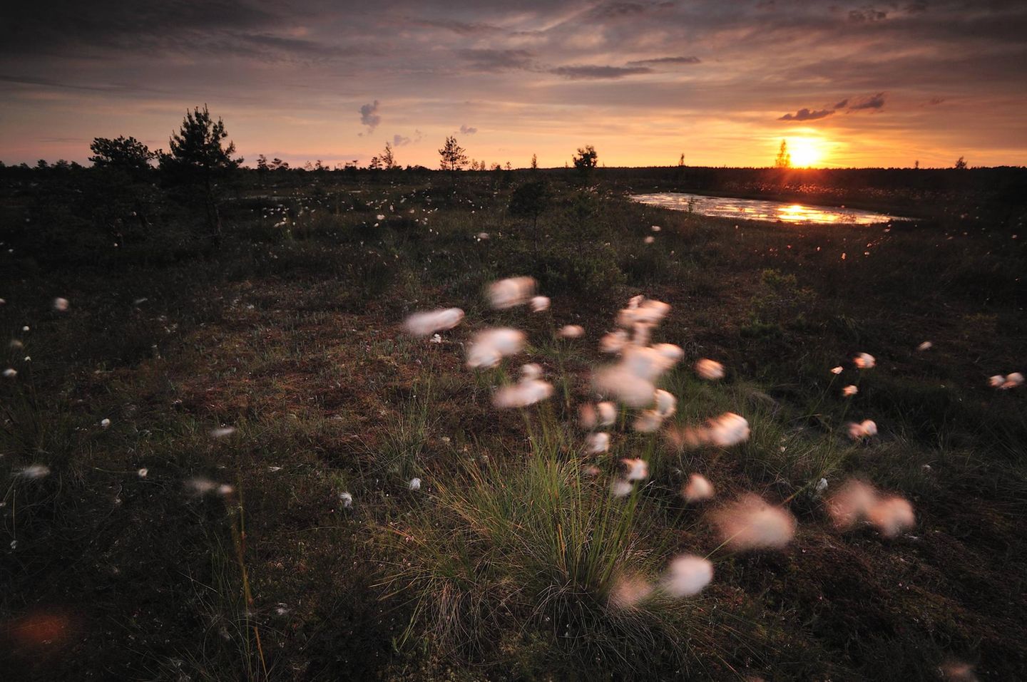 Wollgras im Sonnenuntergang im Kemeri Nationalpark in Lettland
