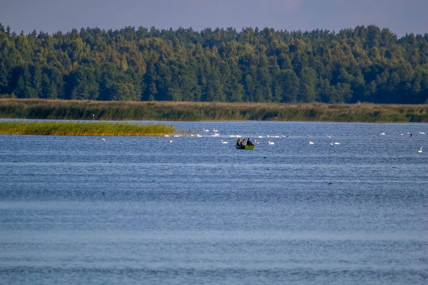 Wasservögel schwimmen im Kaniera See im Kemeri National Park in Lettland