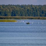 Wasservögel schwimmen im Kaniera See im Kemeri National Park in Lettland