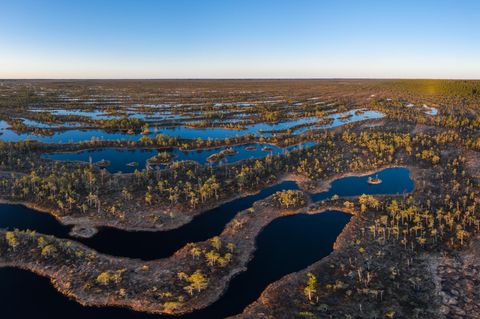 Übersicht vom Moor im Kemeri Nationalpark