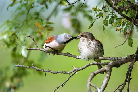 Neuntöter-Pärchen auf einem Ast  bei der Beuteübergabe