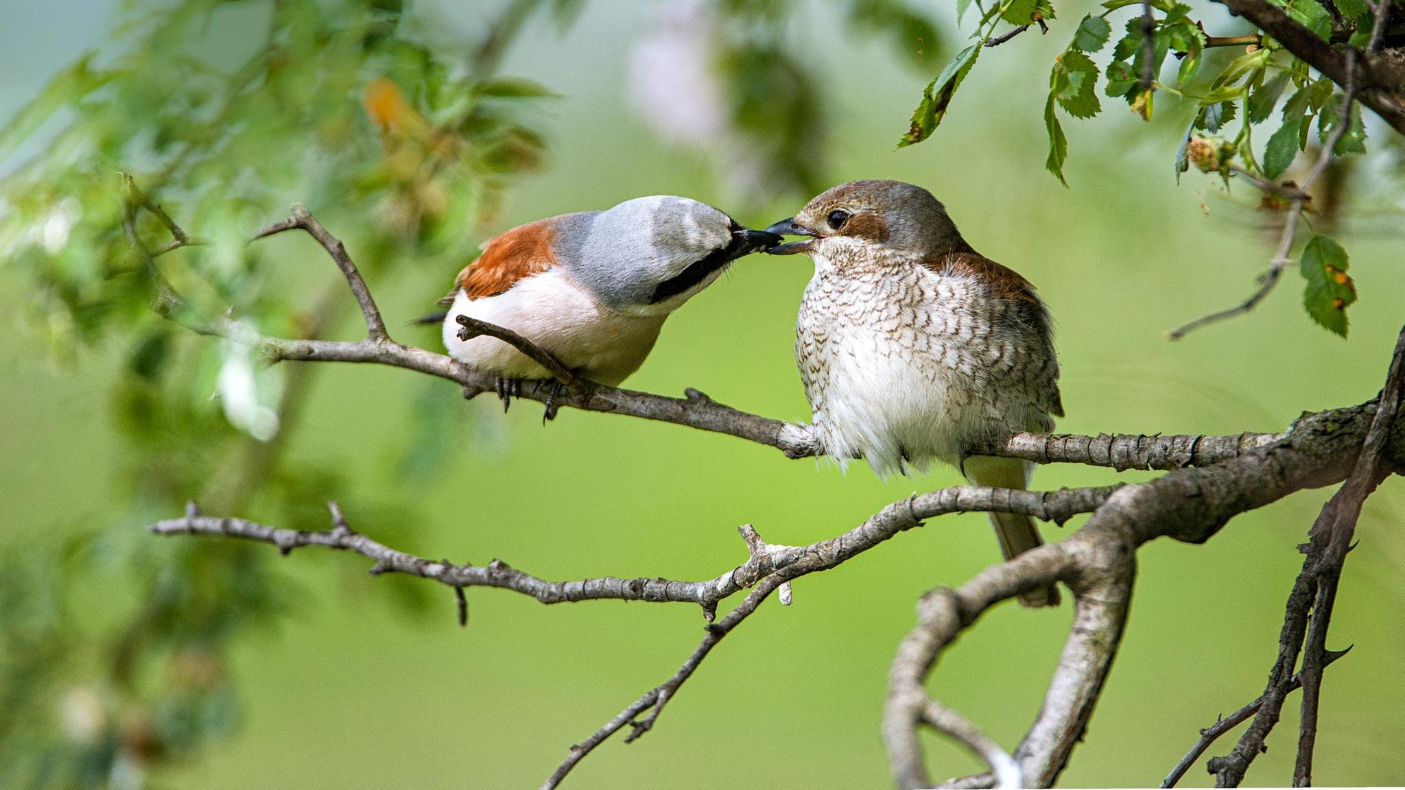 Neuntöter-Pärchen auf einem Ast  bei der Beuteübergabe