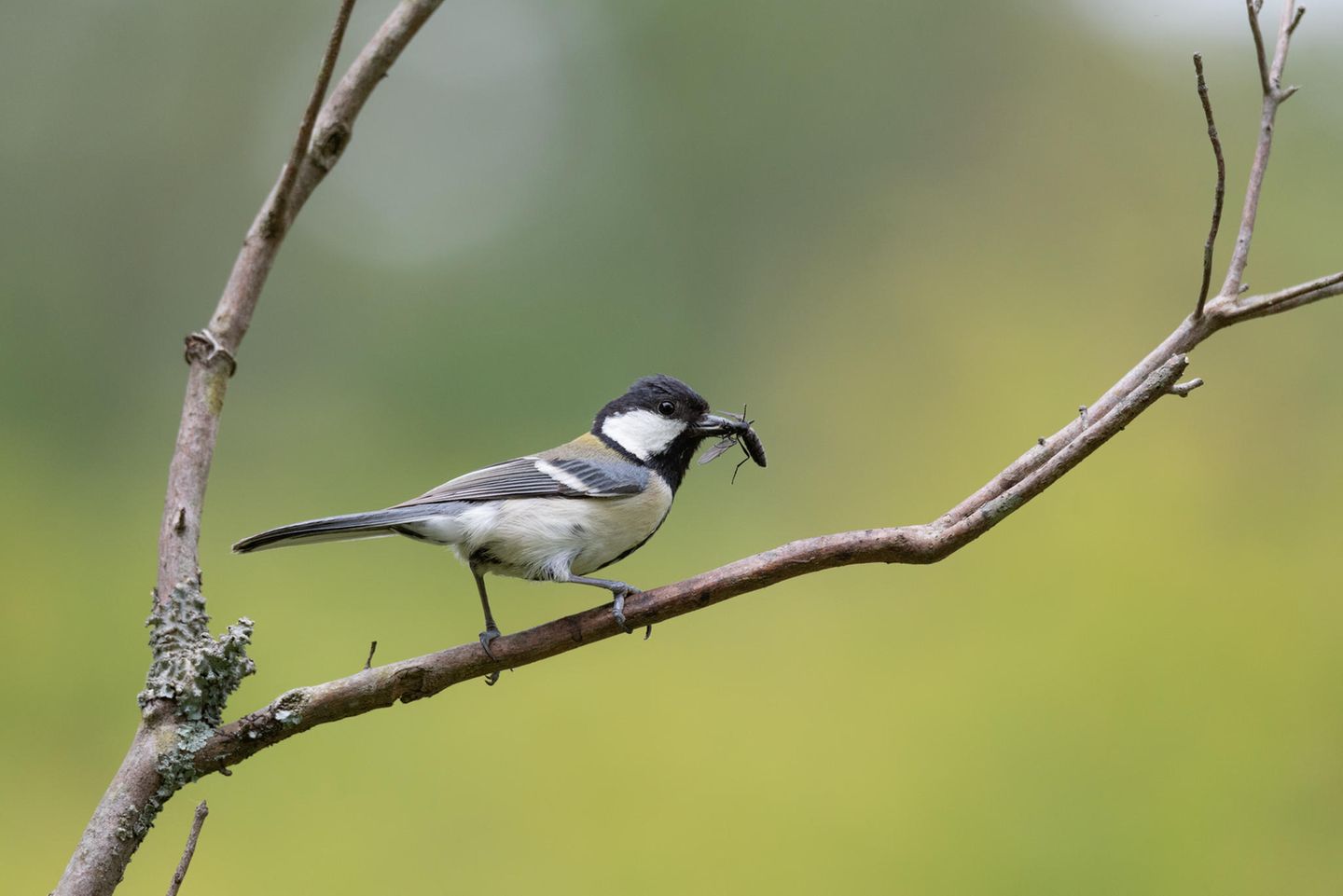 Erstaunlich kommunikativ: Die Japanmeise (Parus minor) ist mit der europäischen Kohlmeise (Parus major) eng verwandt