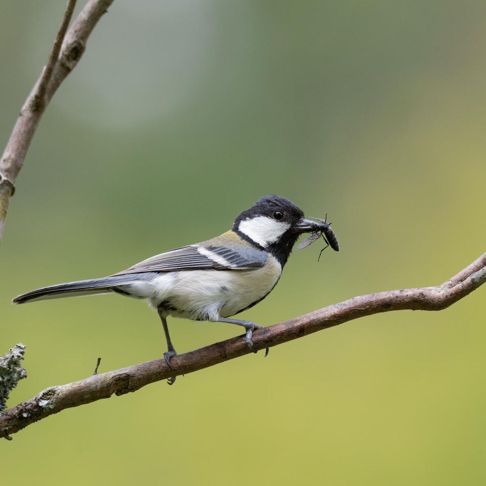 Erstaunlich kommunikativ: Die Japanmeise (Parus minor) ist mit der europäischen Kohlmeise (Parus major) eng verwandt