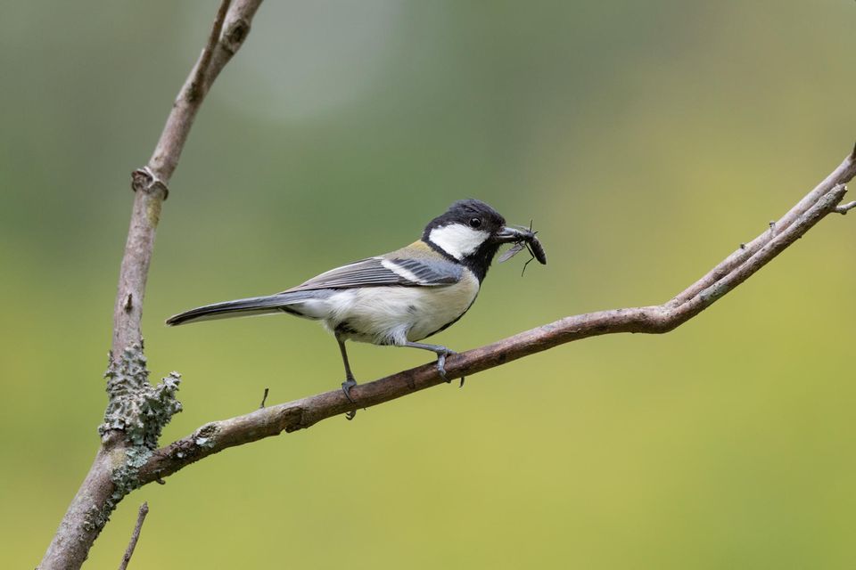 Erstaunlich kommunikativ: Die Japanmeise (Parus minor) ist mit der europäischen Kohlmeise (Parus major) eng verwandt  1.4982