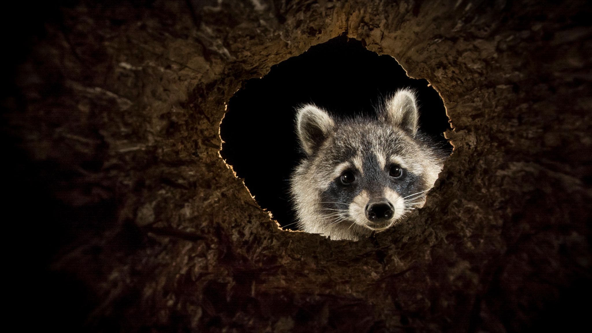 Waschbär schaut durch ein Astloch