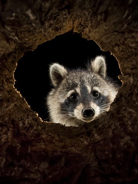 Waschbär schaut durch ein Astloch