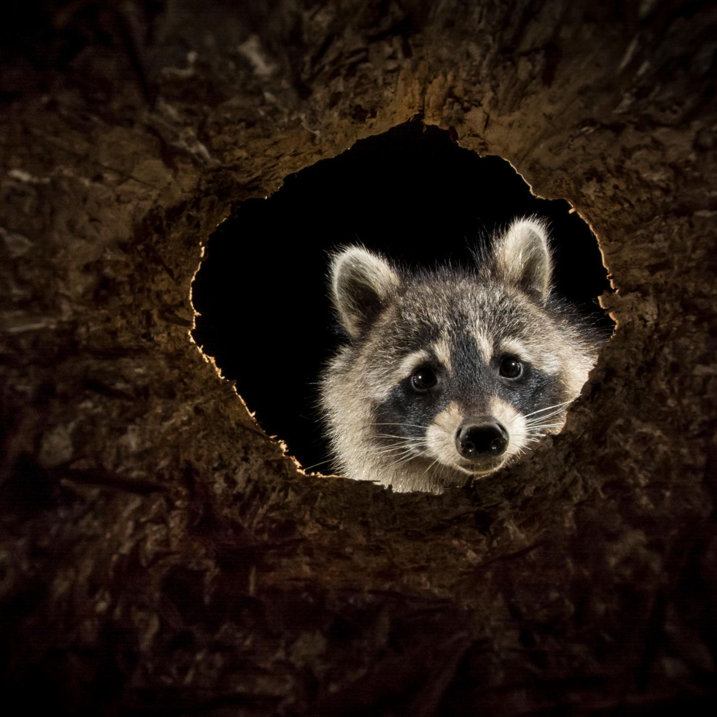 Waschbär schaut durch ein Astloch