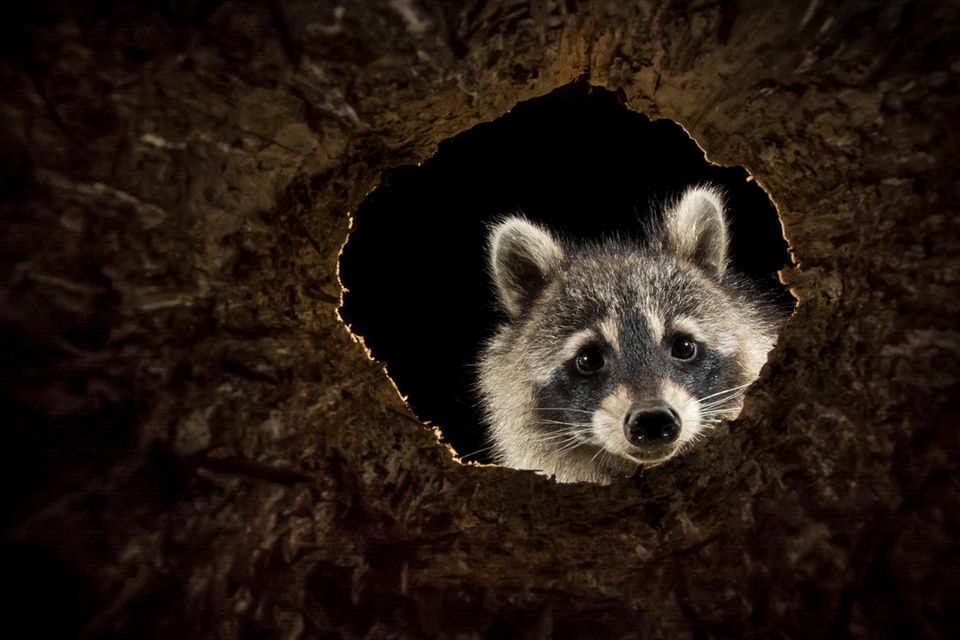 Waschbär schaut durch ein Astloch